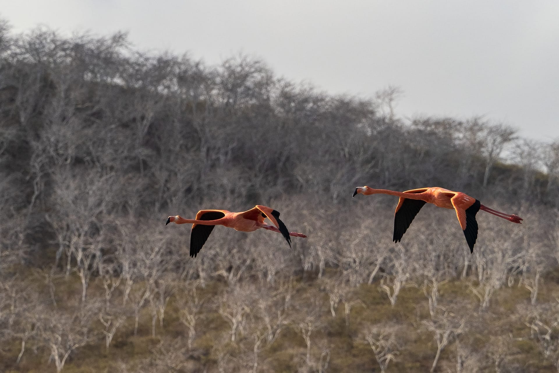 Punta Cormorant
Isla Floreana (Floreana Island)
Galapagos Islands National Park
Ecaudor
15 September, 2019
