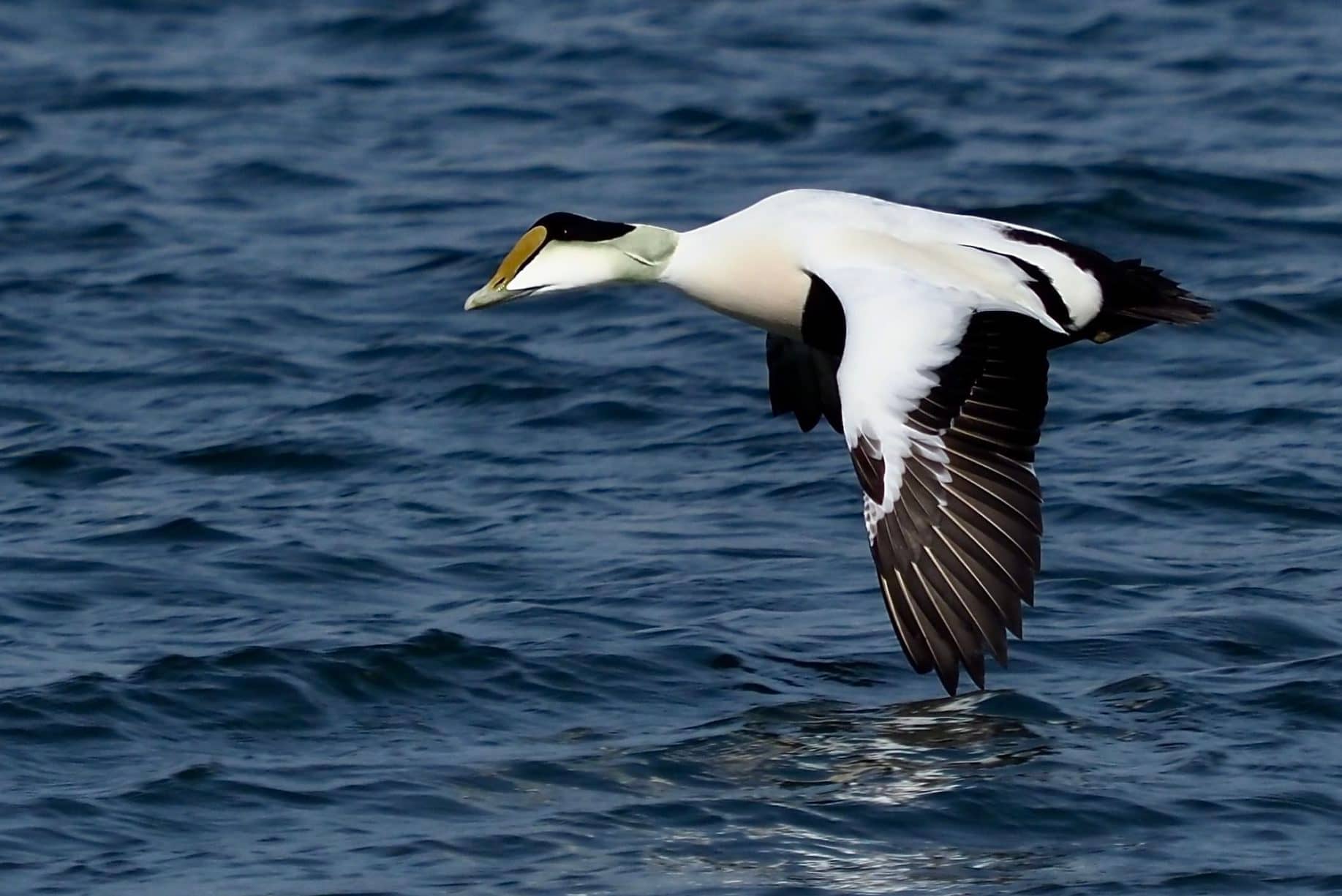 Drake Common Eider in flight. Photo by Chris Brown