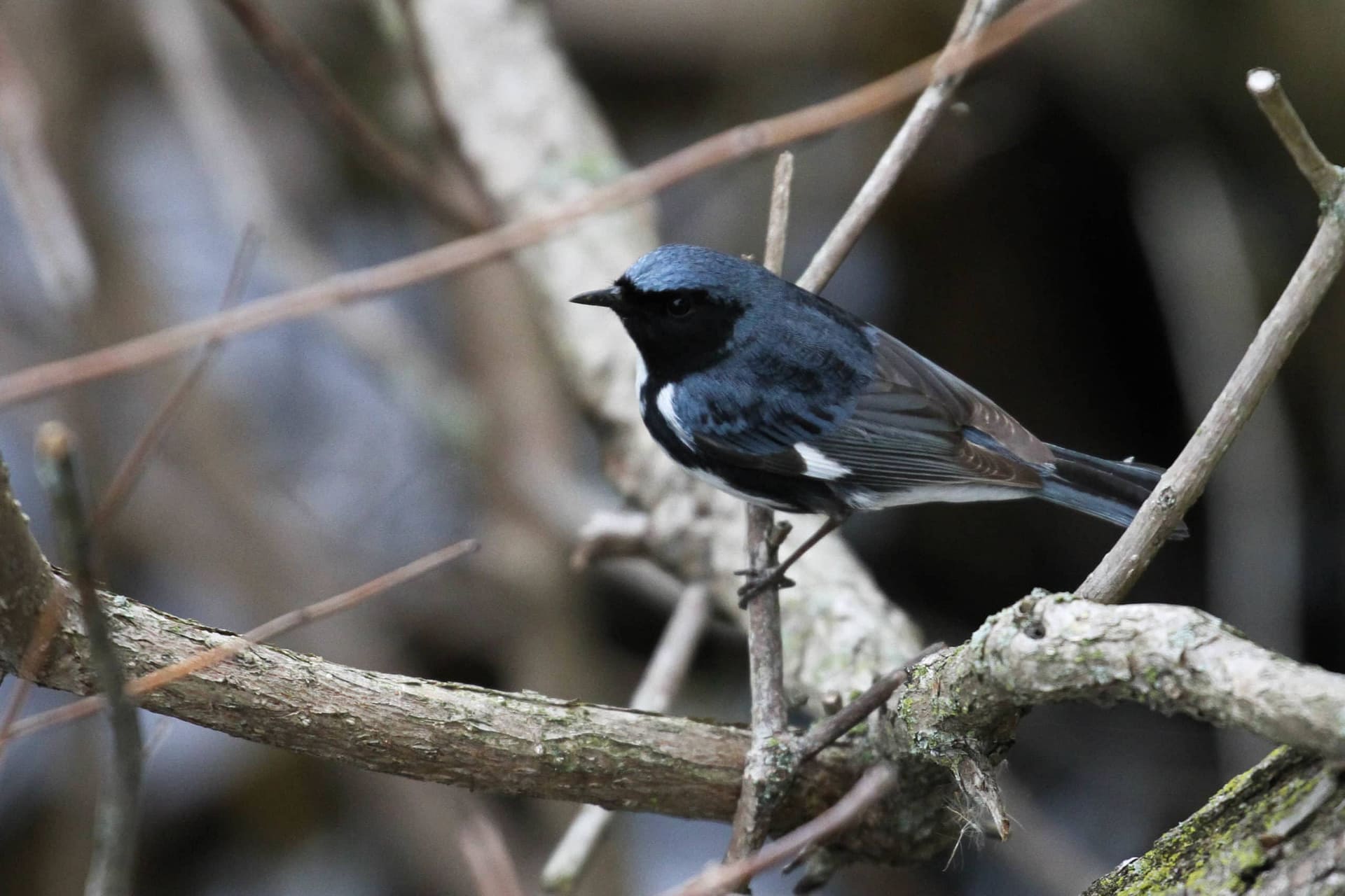 "Cairn's Warbler" - the dark-mantled, southern subspecies of Black-throated Blue Warbler (Photo by Alex Lamoreaux)