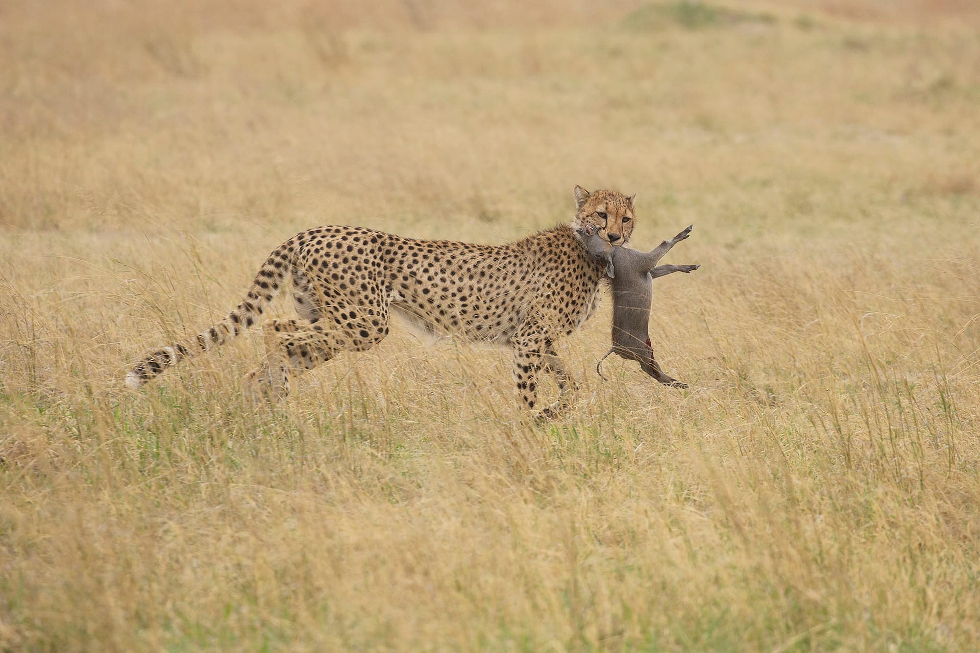 ZIMBABWE Cheetah w warthog kill 2000 BINNS D64A2899 copy