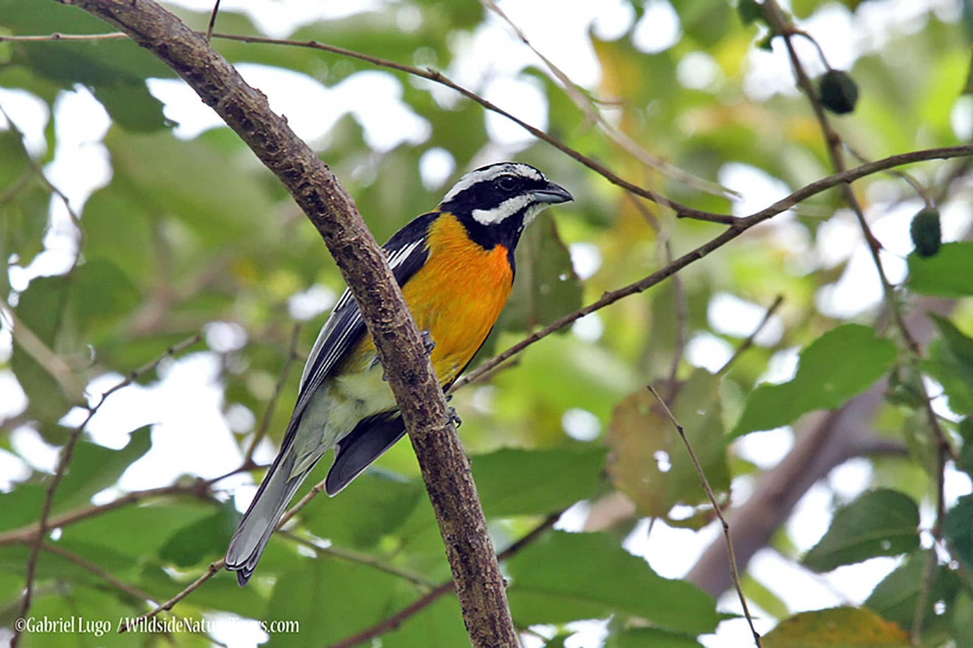 8 iconic birds to see in Georgia, USA - Discover Wildlife