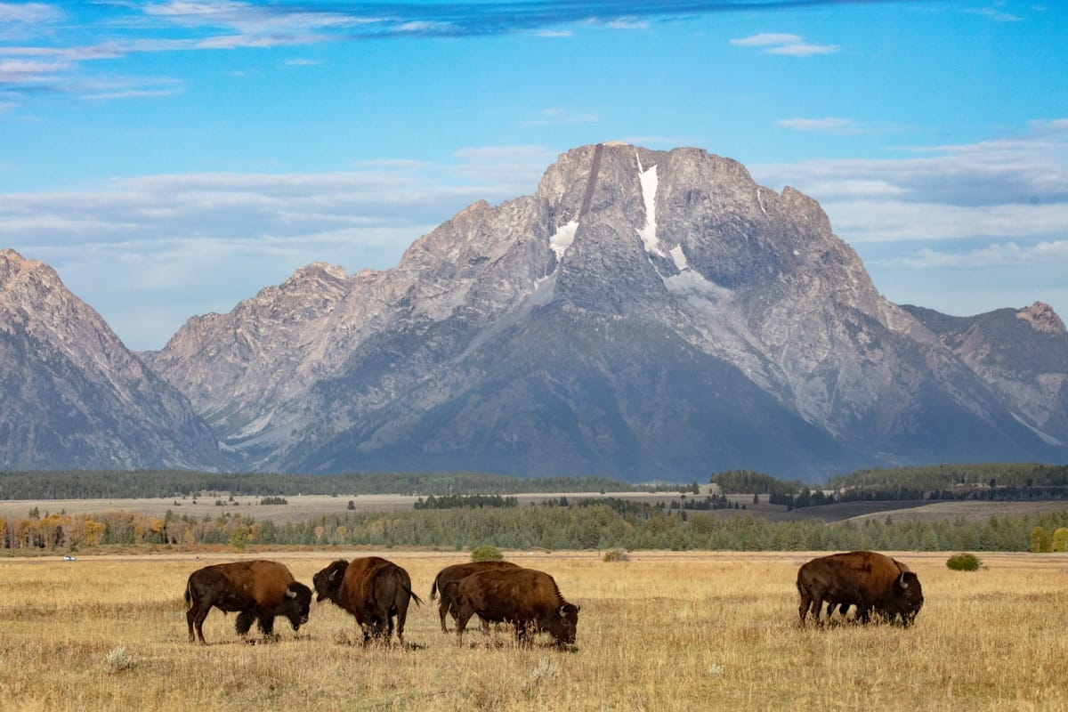 GRAND TETONS: Fall Wildlife Photography Workshop - Wildside Nature Tours