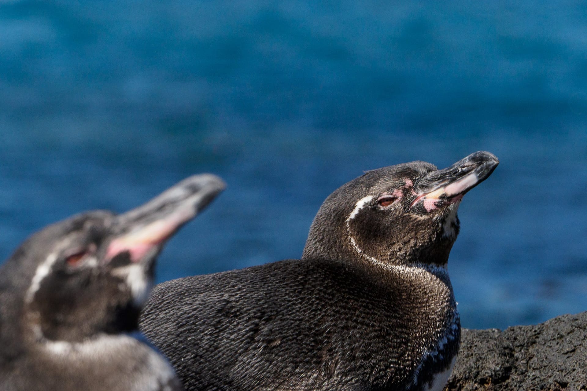 Galapagos Penguin
Spheniscus mendiculus
Adult Basic Plumage
Bartolome Island
Galapagos Islands National Park
16 September, 2019