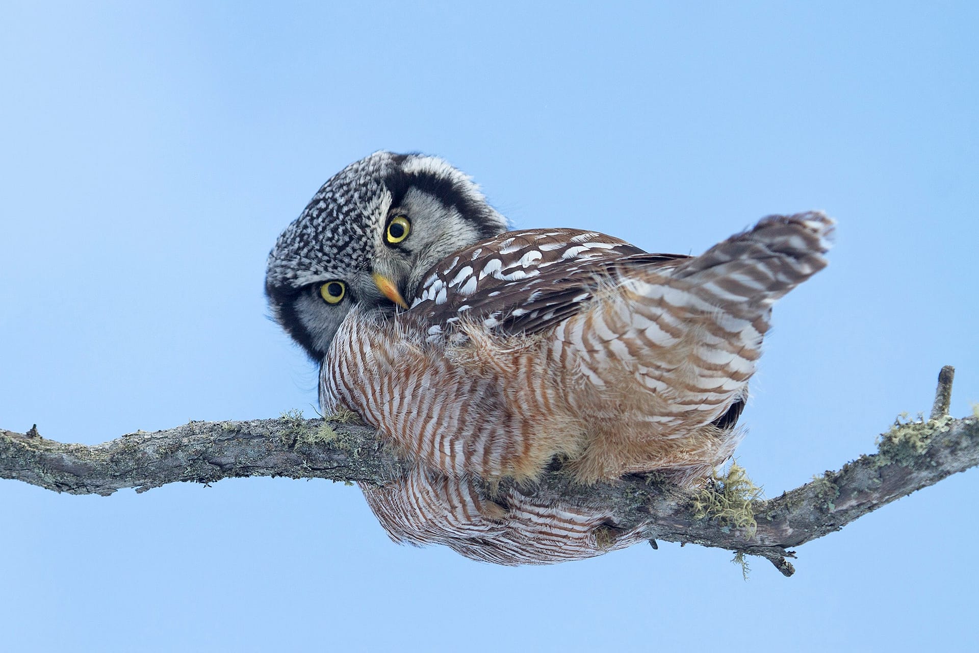 How to draw an owl – now online at Audubon – Sibley Guides