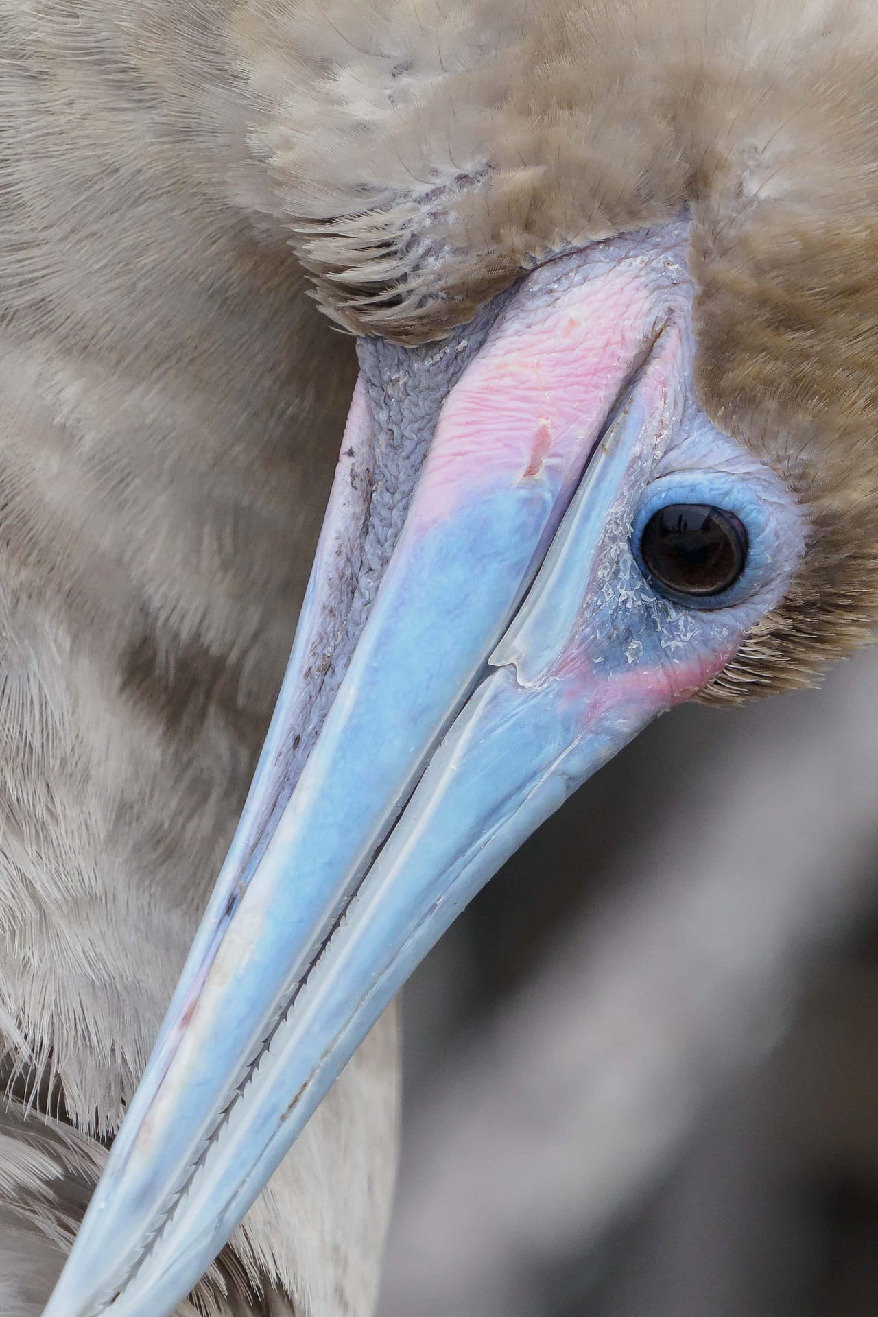 Red-footed Booby
Sula Sula
Brown Morph Adult Basic Plumage
Isla Genovesa
Galapagos Islands National Park
Ecuador
11 September, 2019