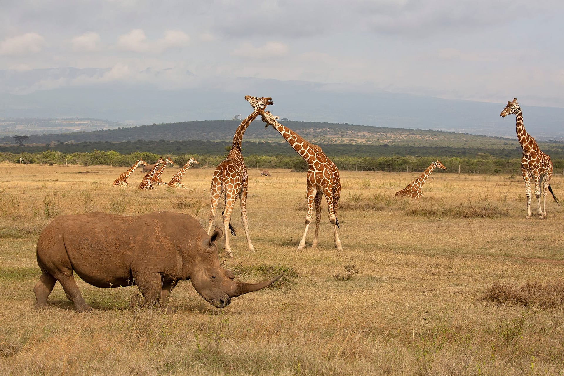 KENYA White Rhinos &amp; Reticulated Giraffes 2000x BINNS D64A2748 copy