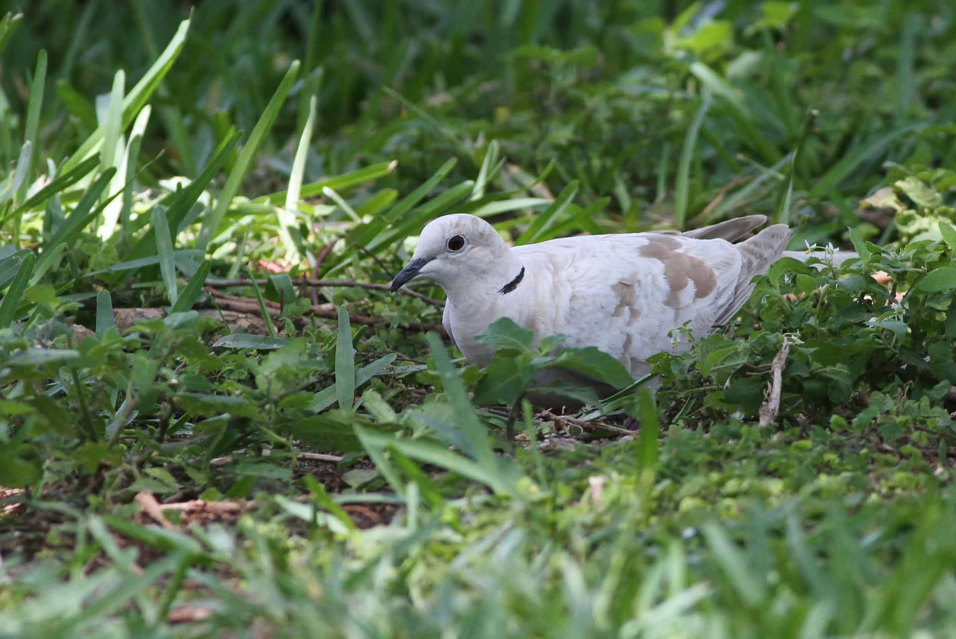 Pale Eurasian Collared-Dove, photo by Alex Lamoreaux Pale Eurasian Collared-Dove, photo by Alex Lamoreaux