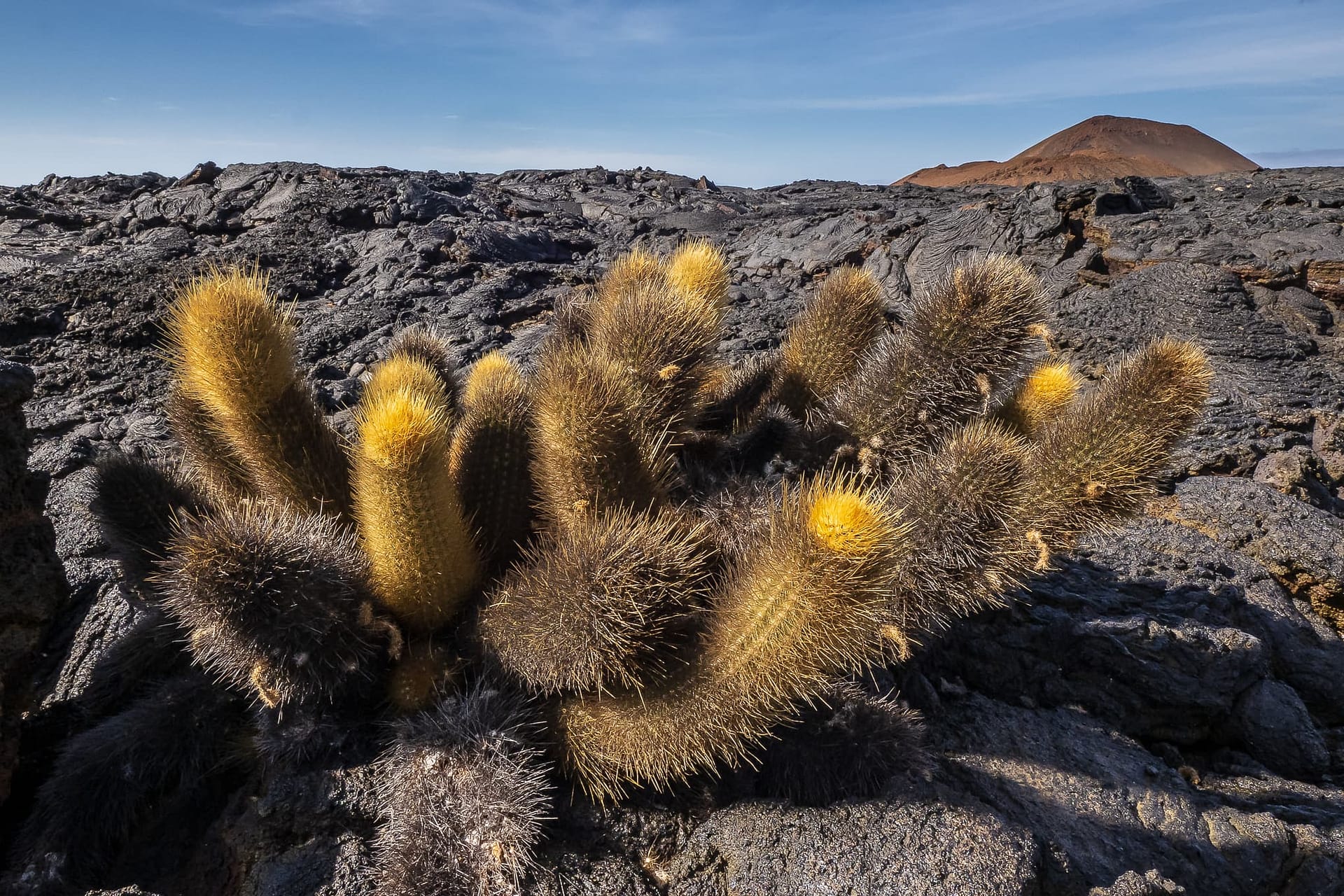 Lave Cactus
Brachycereus nesioticus
Isla Santiago
Galapagos Islands National Park
Ecuador
16 September, 2019