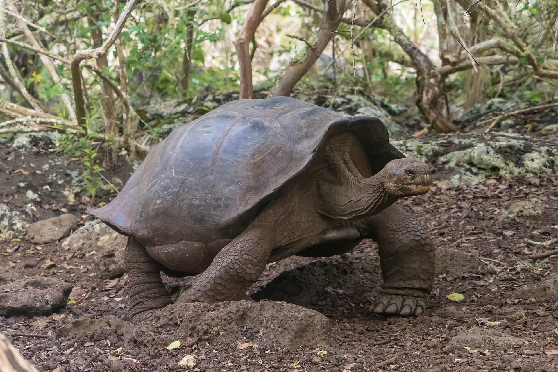 Centro de Crianza de Tortugas Terrestres
Galapagos Islands Center for Reproduction of Tortoises
Isla de San Cristobal (San Cristobal Island)
Galapagos Islands National Park
Ecuador
13 September, 2019