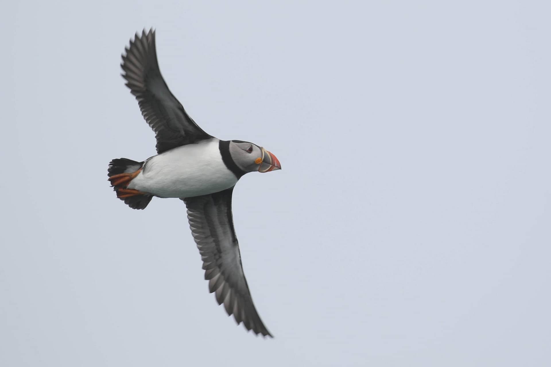 You can go observe the endearing Atlantic puffin, but time may be