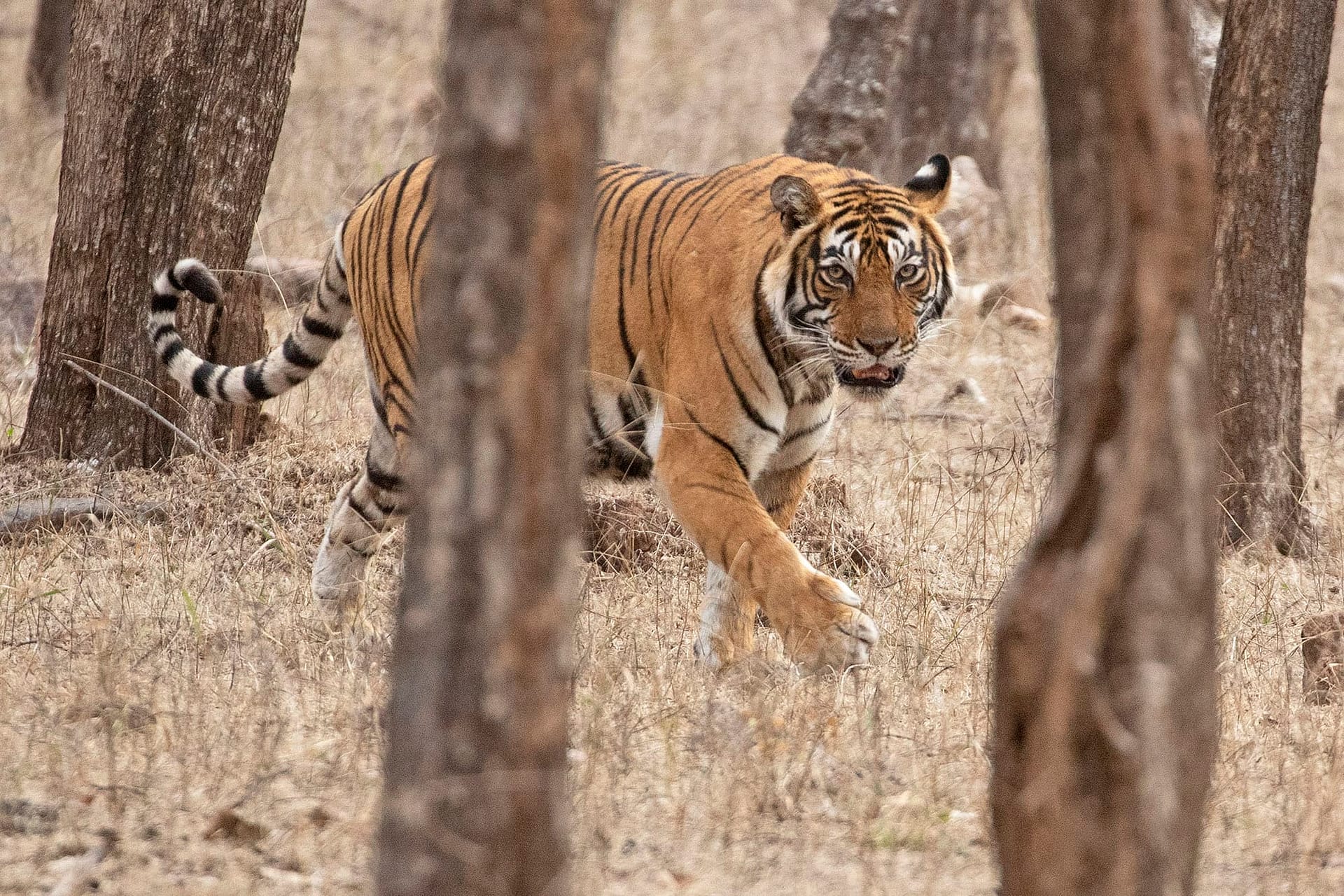 The Tiger: King of the Jungle Found On Banknotes – Banknote World