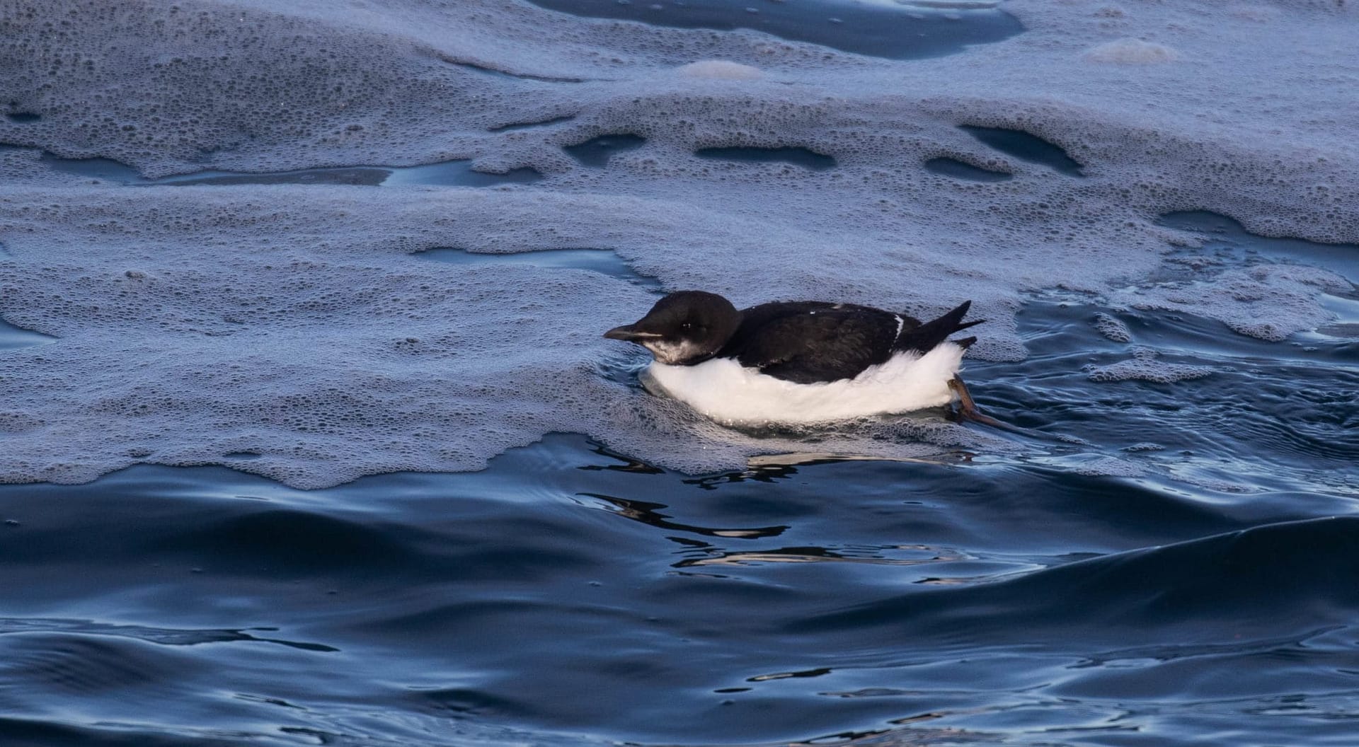 Thick-billed Murre, photo by Alex Lamoreaux