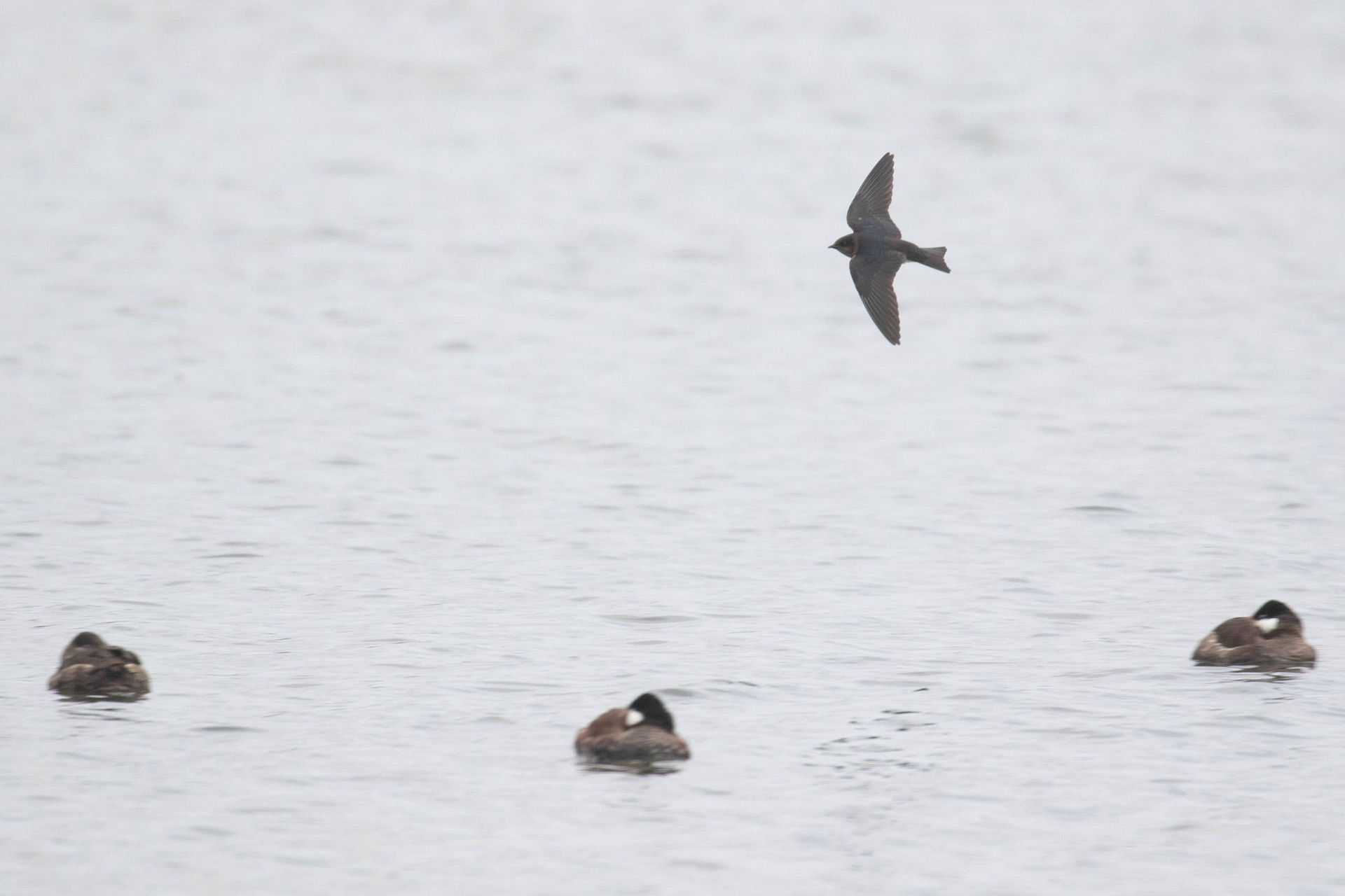 Gray-breasted Martin flying over Ruddy Ducks, photo by Alex Lamoreaux
