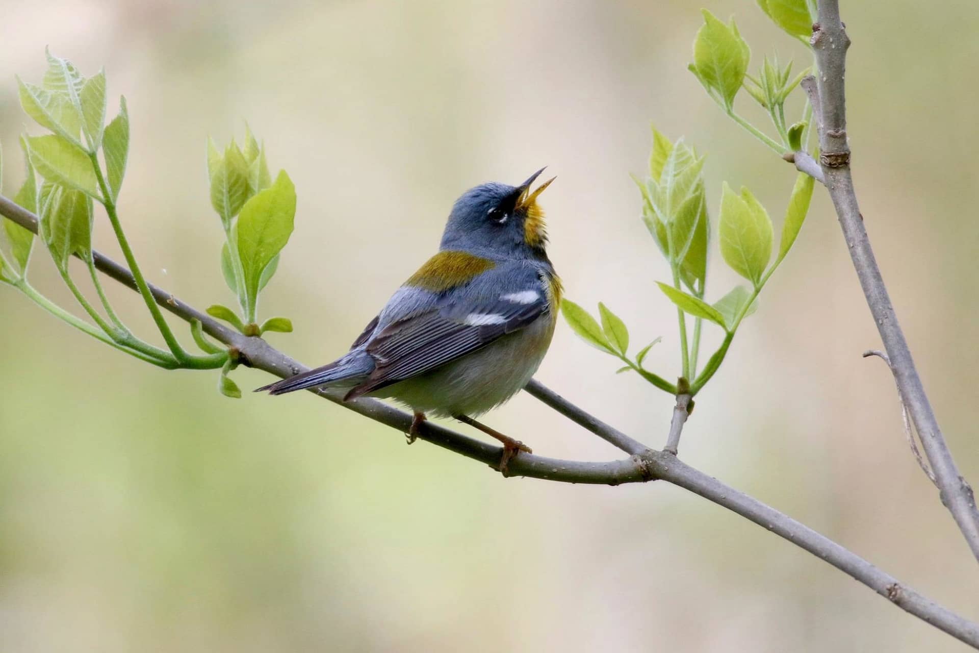 Northern Parulas sing two distinct songs. (Photo by Chris Brown)