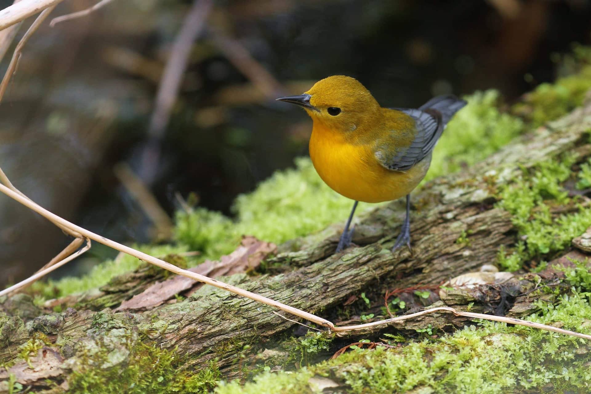 Prothonotary Warbler, photo by Alex Lamoreaux