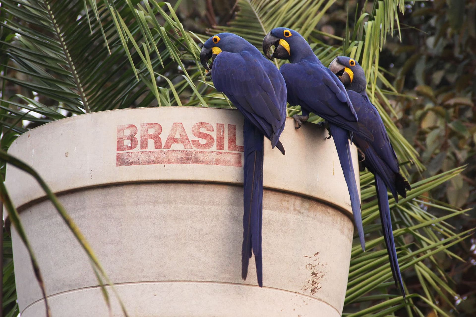 PANTANAL hyacinth macaws brazil 2000 BINNS IMG_7009 copy