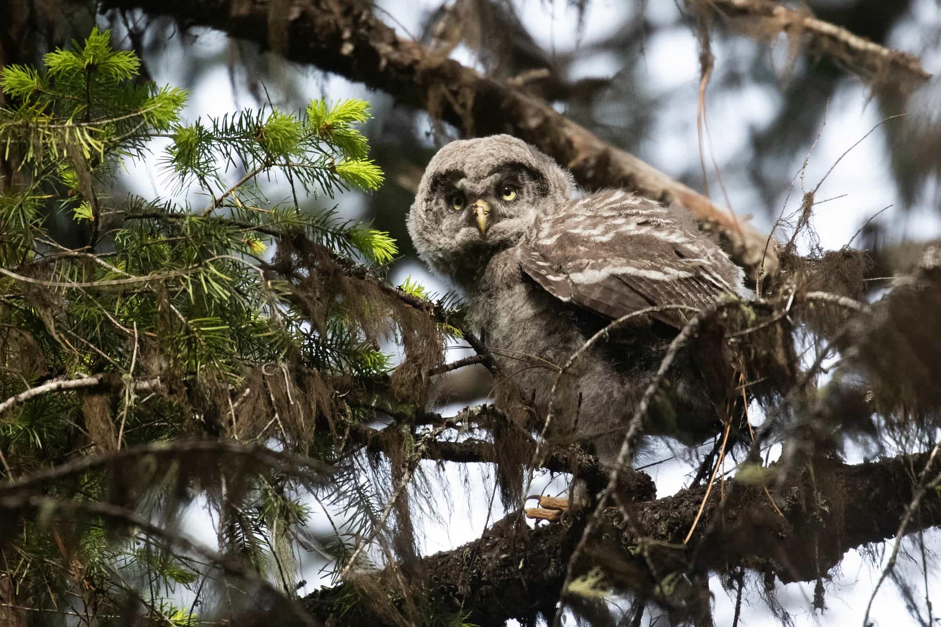 Fledgling Great Gray Owl, photo by Alex Lamoreaux