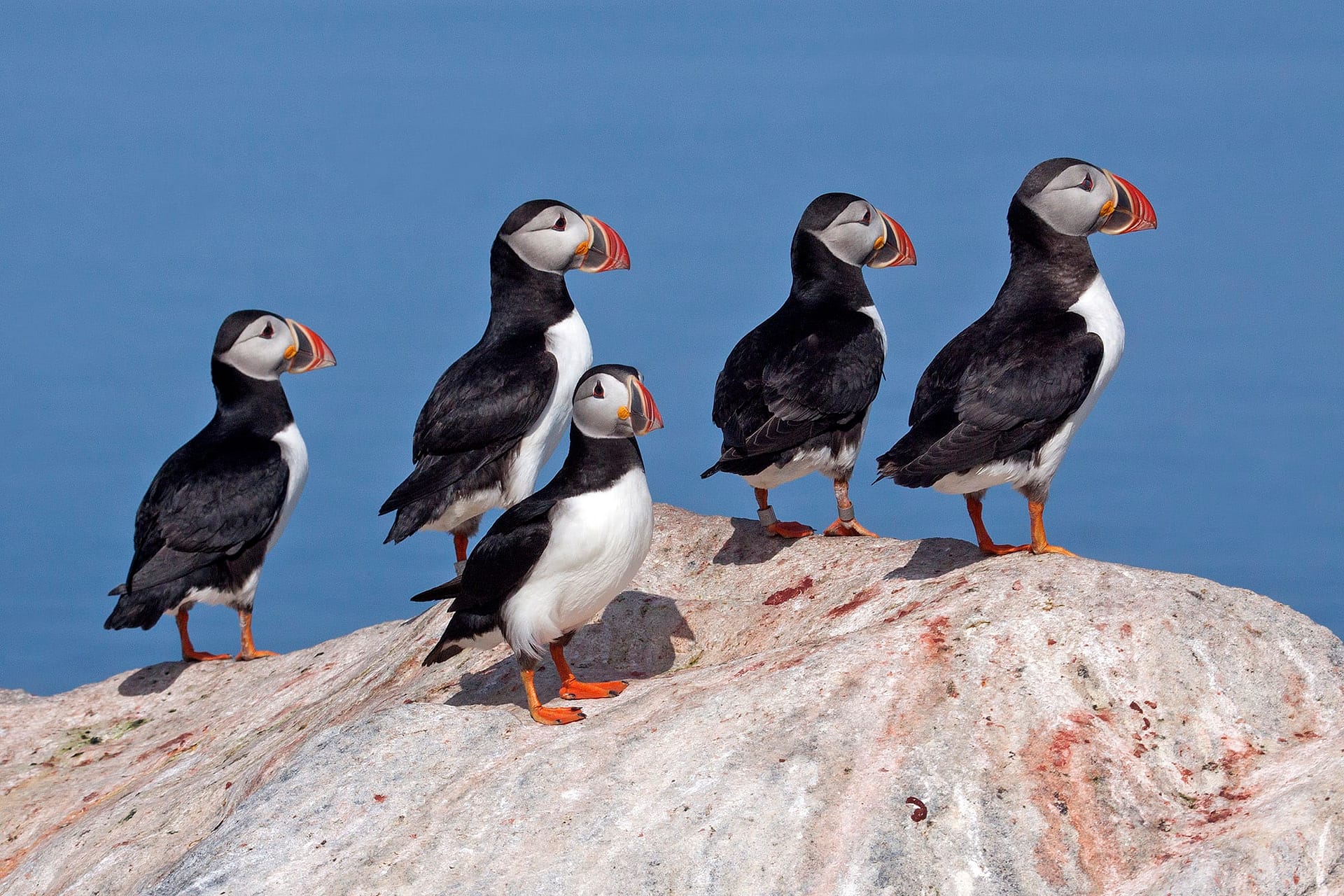 Acadia Birding Festival Wildside Nature Tours