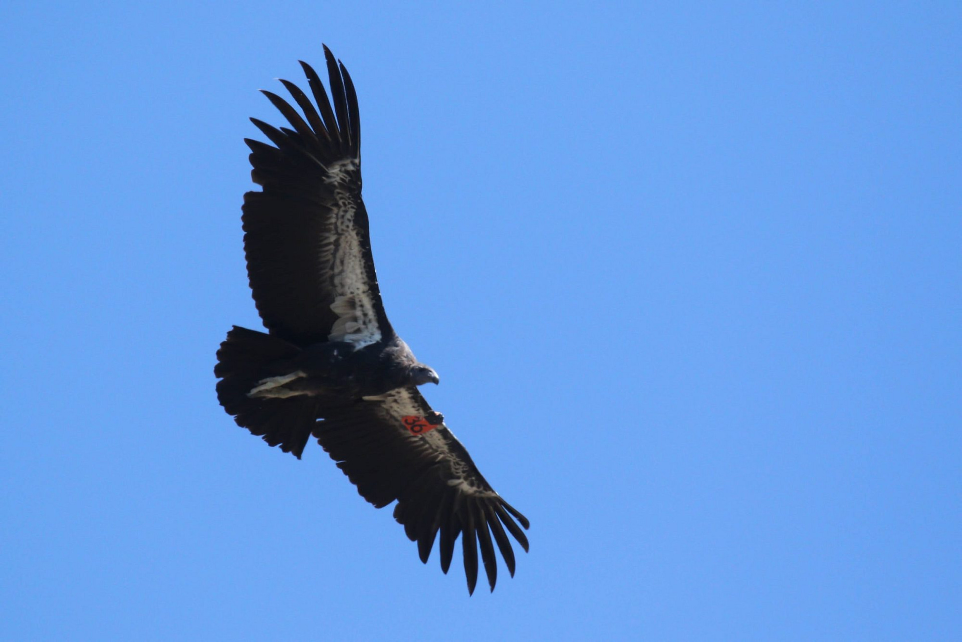 California Condor, photo by Alex Lamoreaux