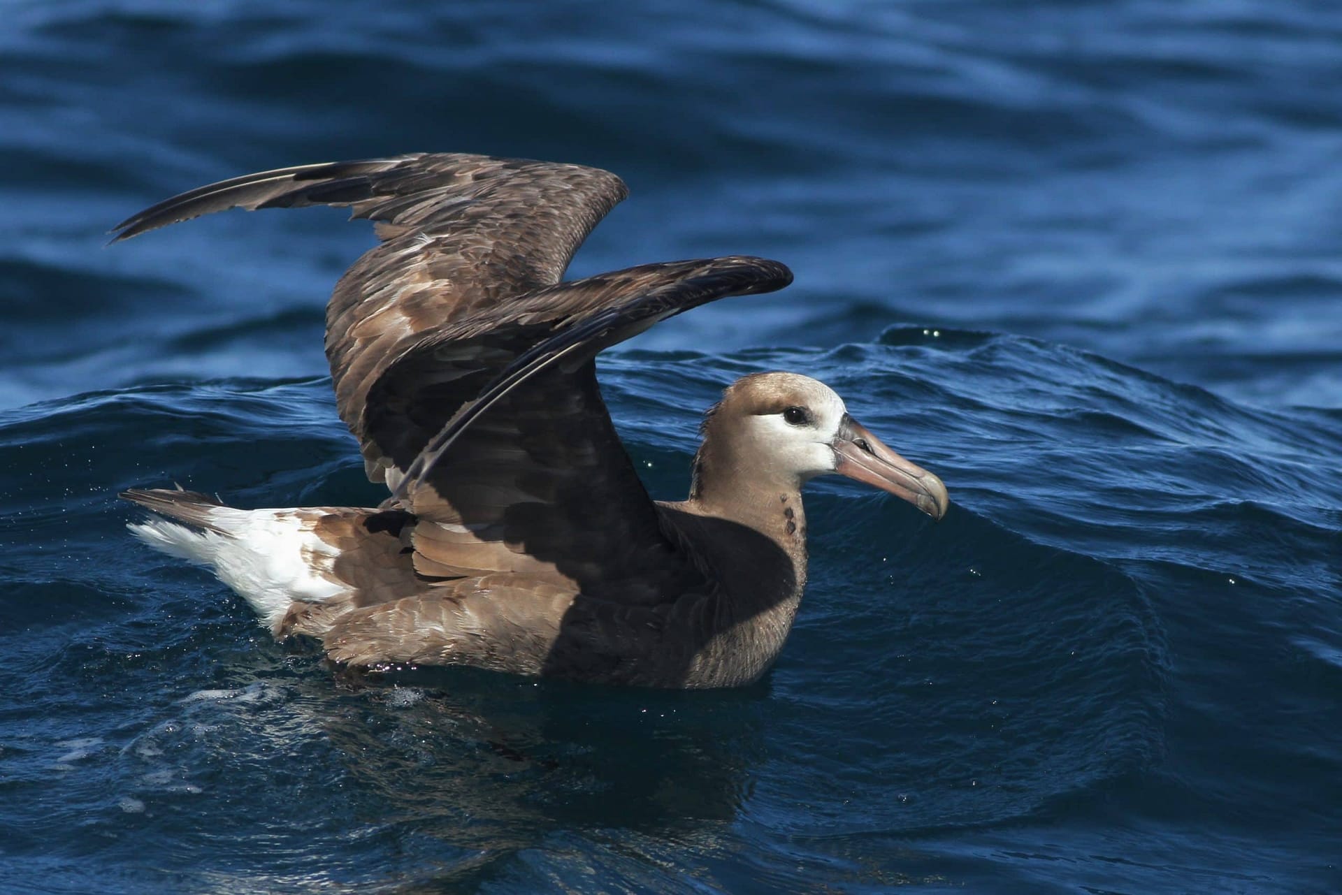 Black-footed Albatross offshore Washington, photo by Alex Lamoreaux