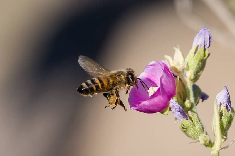 Bee-Hovering-1