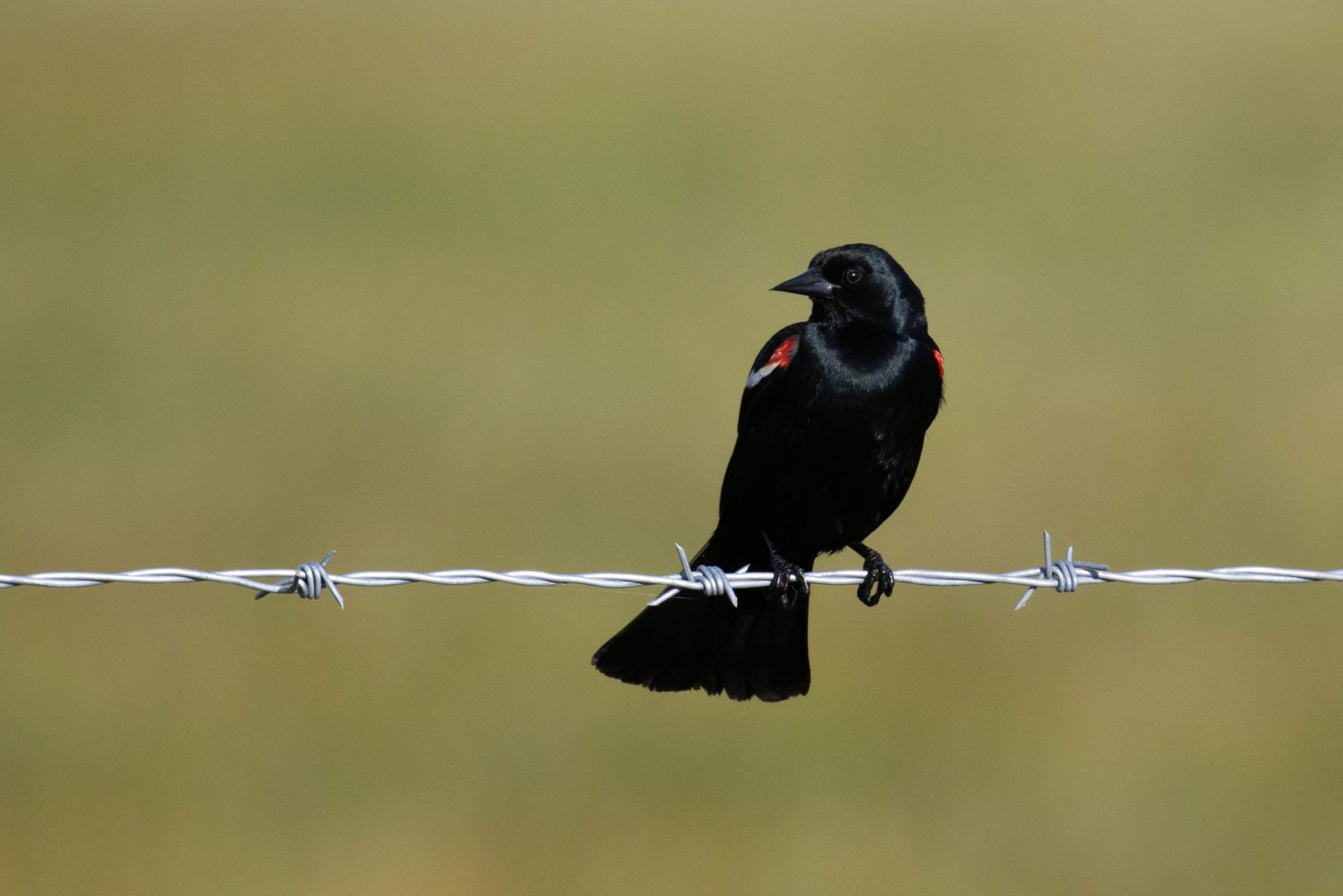 Tricolored Blackbird, photo by Alex Lamoreaux