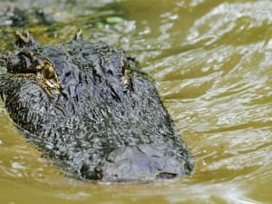 Alligator swimming at us