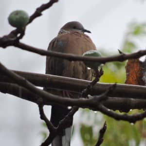 Spotted Dove - near downtown Los Angeles - CA - 2016-01-05 - photo by Evan Speck