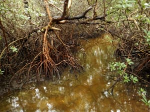013-red mangroves - Ding Darling NWR - FL - 2016-01-28 - Greg Miller - Nikon Coolpix AW120