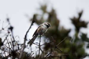 Boreal Chickadee